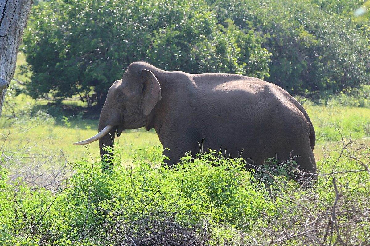 Gemunu, a wild tusker, standing among green bushes in Yala National Park