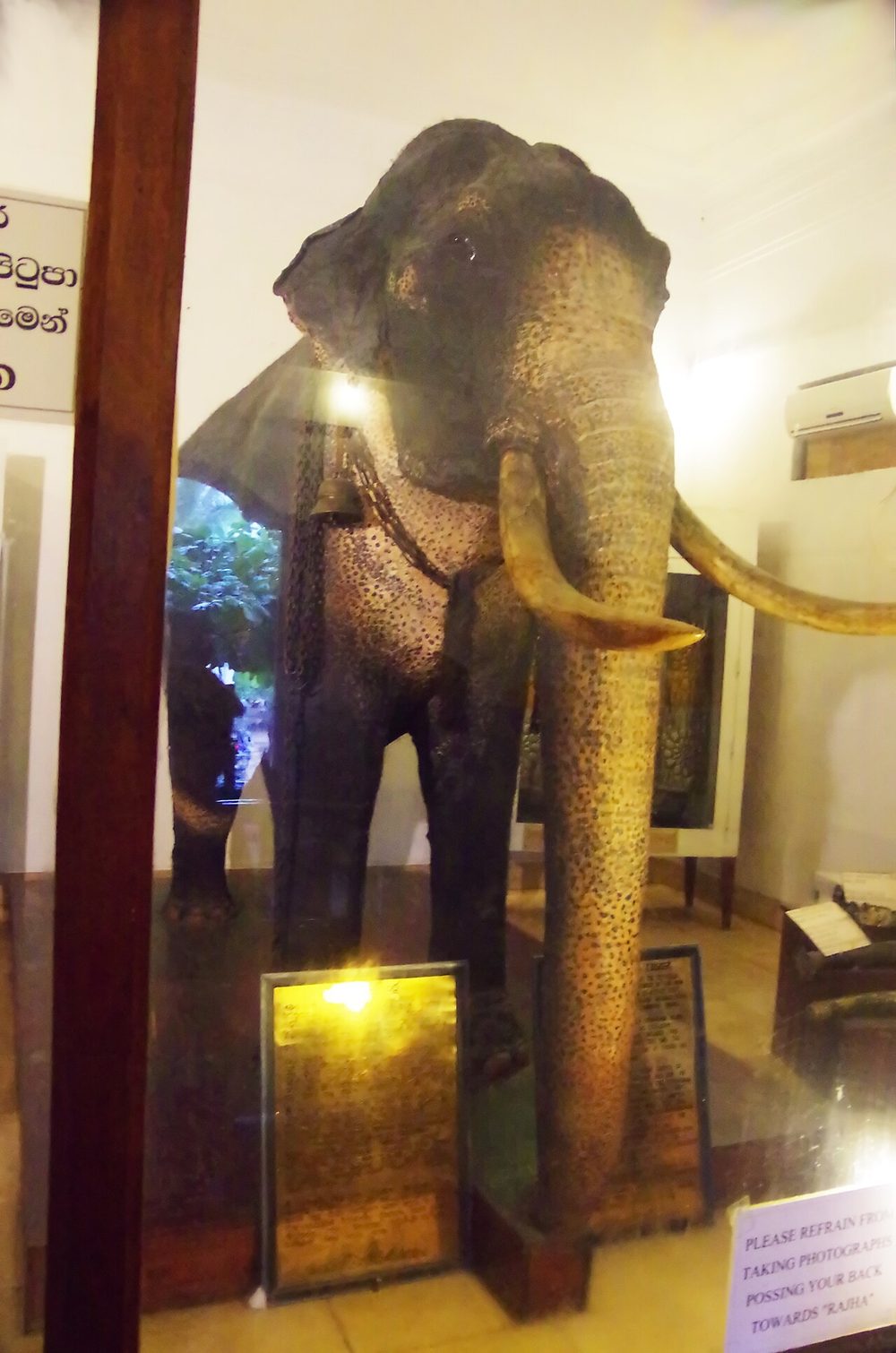 The preserved body of Maligawa Raja in the museum at the Temple of the Tooth, Kandy