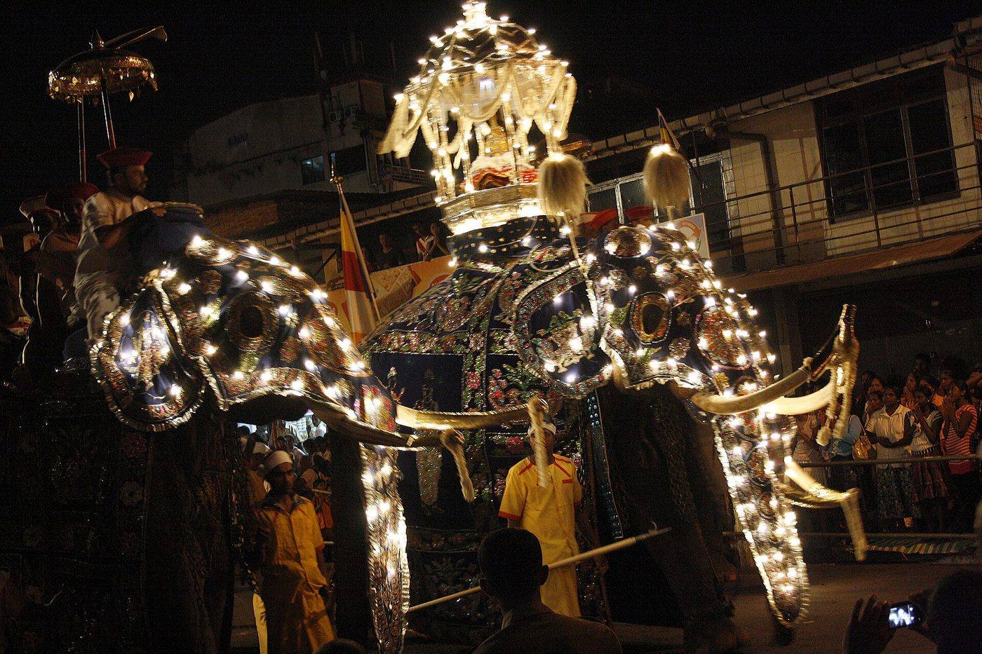 A tusker dressed in a glowing, lit costume walking in the Kandy Esala Perahera at night