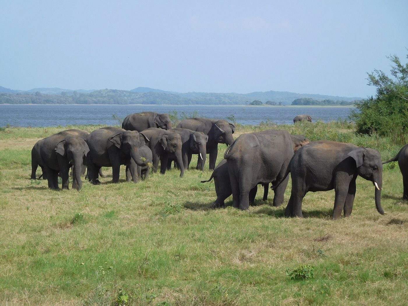 A herd of wild elephants grazing on the grasslands of Minneriya