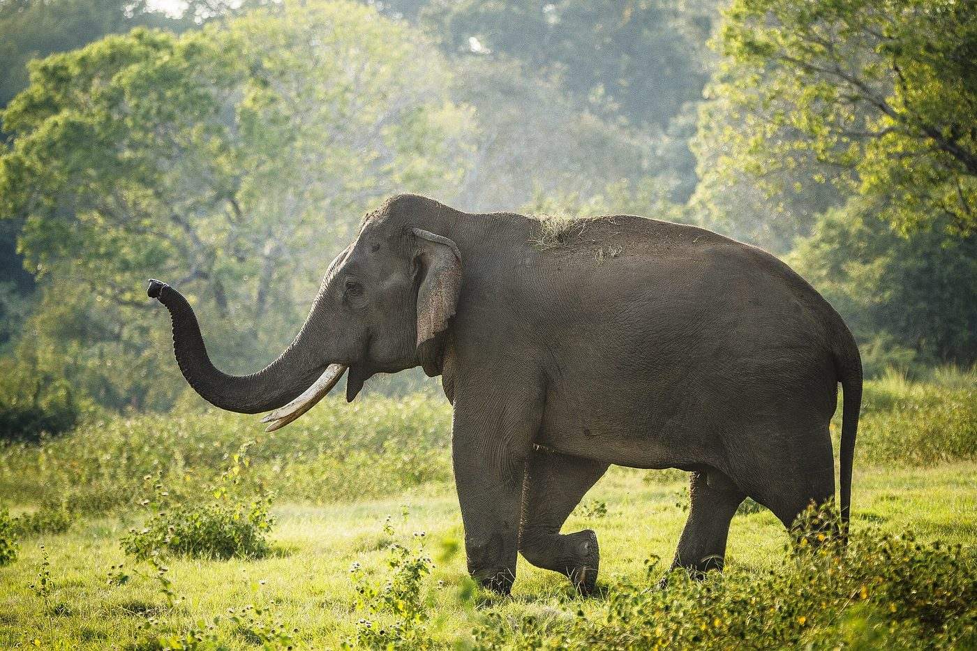 A wild Sri Lankan tusker walking through green grass in soft morning light