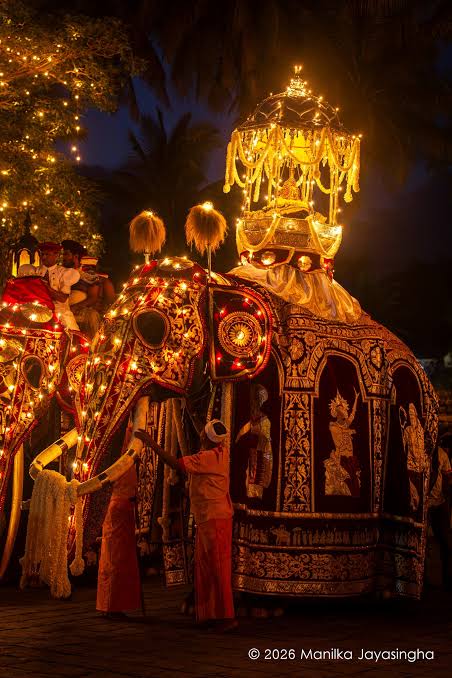 A tusker in a lit, embroidered costume at a Perahera at night, with attendants beside it